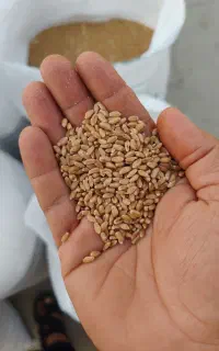 گندم