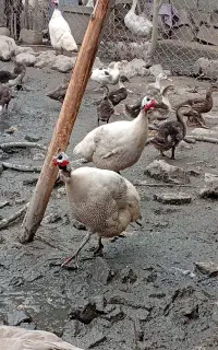2عدد مرغ شاخدارابلغ سفیدونقره نر