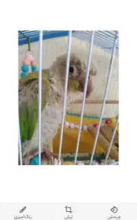طوطی گرینچیک نر پای معامله تخفیف هم داره