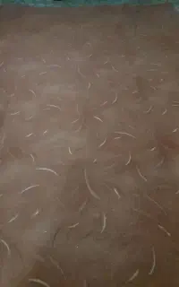 موکت‌وسالم‌وبدون‌پارگی‌سه‌تکه