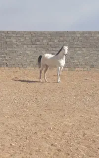 مادیون