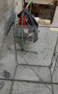 فروش قفس
