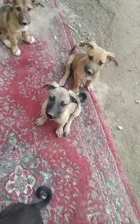 سگ ژرمن چهار چشم