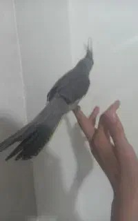 عروس هلندی