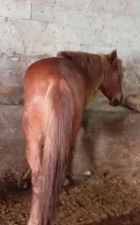 با سلام یک عدد ماده اسب 6ساله