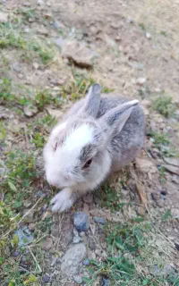 بچه خرگوش باهوش
