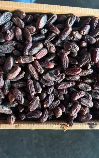 انواع خرما بصورت عمده