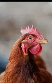سرپرستی مرغ و خروس