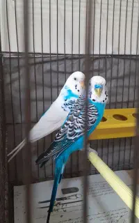 جفت مرغ عشق