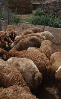 فروش بره
