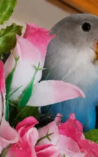 کوتوله برزیلی گمشده