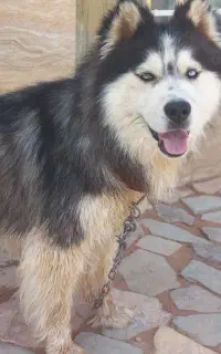 هاسکی نرو ماده