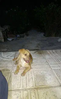 سگ پا کوتاه نژاد شیتزو چی واوا