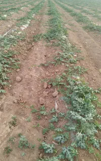 نیازمند نشا هندوانه بیضی