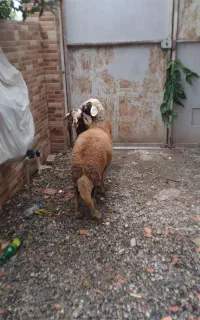 گوسفند ماده جنس بالا کاهی