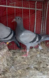 جوجه نر