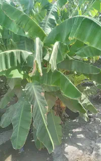 نهال موز
