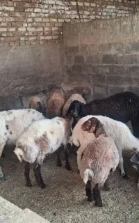 فروش بره