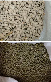 لوبیا، ماش