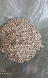 جو دیم