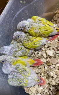 ۵ عدد جوجه گرینچیک سانچیک
