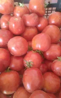گوجه ربی گوشتی بدون آب ترشمزه هشترود