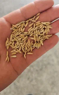 بذر چلتوک نورا