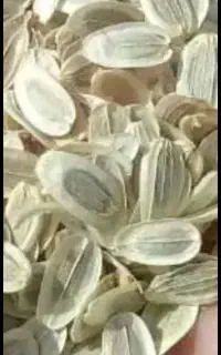 بذر انغوزه