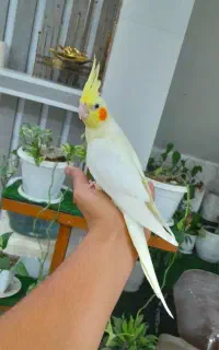 عروس هلندی ماده دستی فول.  بوشهر