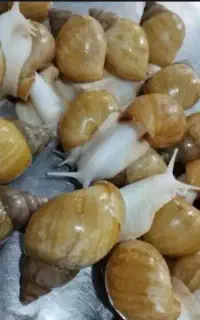 حلزون مولد
