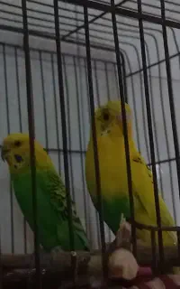 یک جفت مرغ عشق