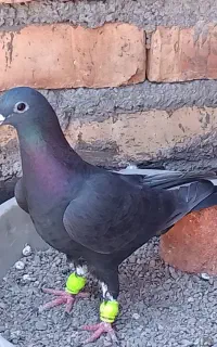 دوتا ماده