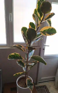 ۴ عدد گل طبیعی