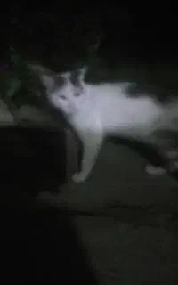 گربه dsh