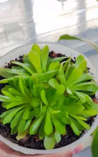 گیاه برگ چسبی حشره خوار