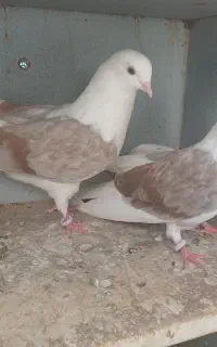کفتر تهرانی دوکت