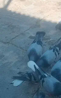فروش یک گل کبوتر روزگاری به شرط سو قدیم