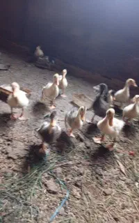 جوجه اردک جوجه بوقلمون جوجه مرغ