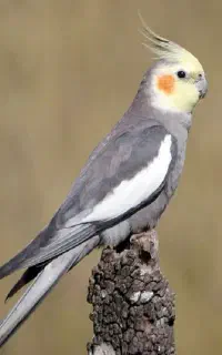 پرنده عروس گمشده