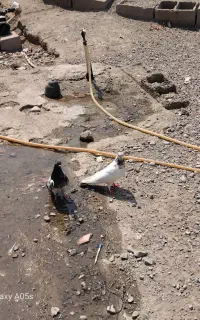 موتور و کبوتر