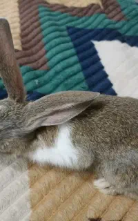 خرگوش