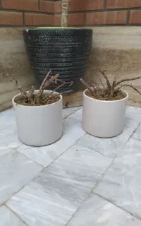 گلدان