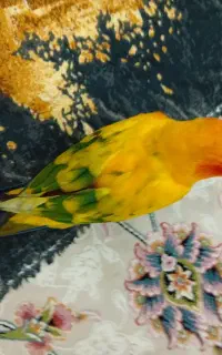 خورشیدی