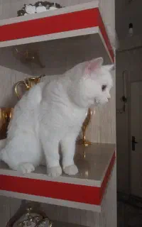 گربه ماده