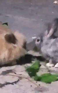 خرگوش نرو ماده بالغ
