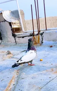 کبوتر