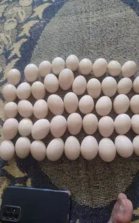تخم اردک