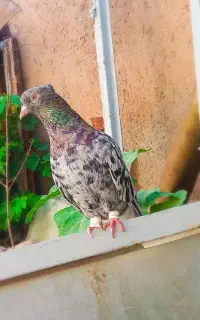 هفترنگ دم سفید