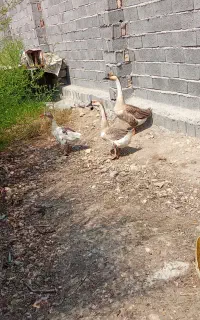 فروش غاز  ماده