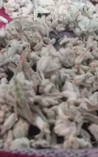 کلپوره و شاهتره ی خشک